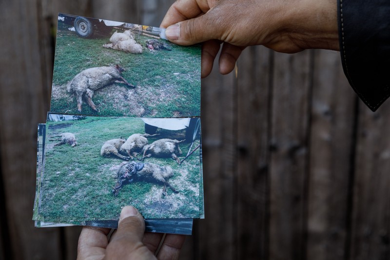 Fotografii cu animale omorâte de urs