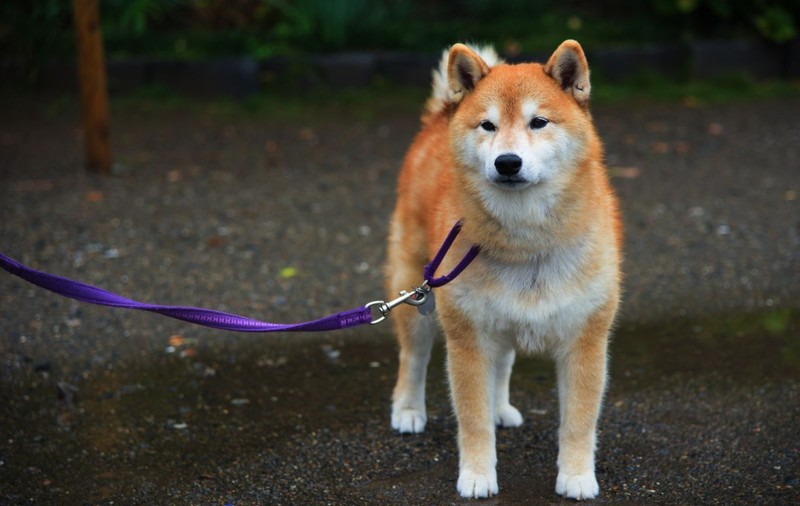 Copil de 3 ani, mușcat de față de un câine Akita Inu, pe plaja din Mamaia
