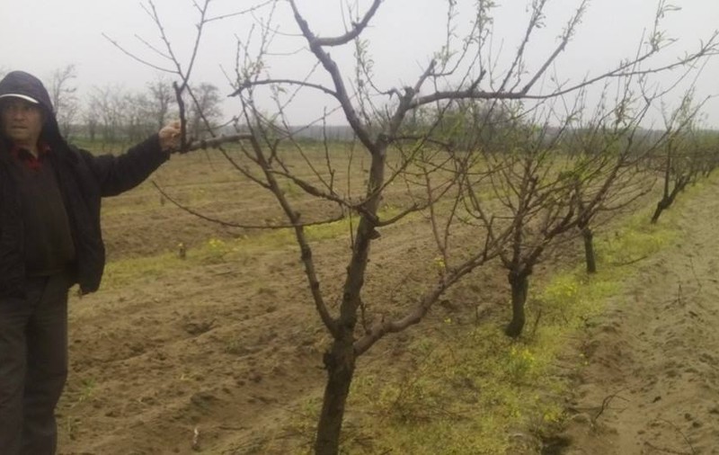 Efectele vremii în agricultură | Caişii şi piersicii din Dolj, distruși de variaţiile de temperatură şi de brumă