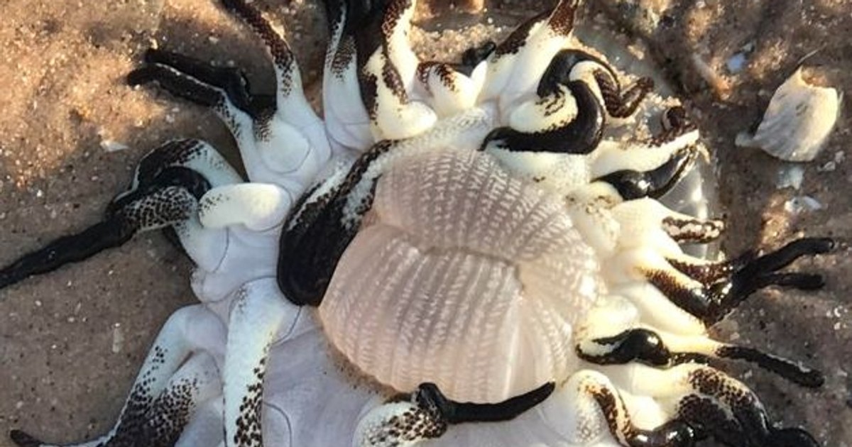 Creatura bizară cu zeci de tentacule pestrițe, găsită pe o plajă din Australia