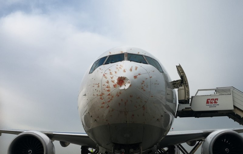VIDEO | Un avion a aterizat de urgență după ce a lovit un stol de păsări. Cum arată aeronava după impact