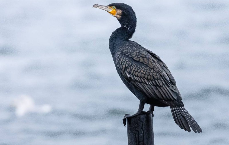 Cormoranii piscivori sunt din nou în pericol, miniștrii UE le-au pus gând rău. Ce spun ecologiștii