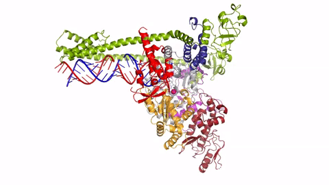 Animatie 3D reprezentând polimeraza coronavirusului. Materialul genetic (ARN) apare în roșu și albastru. Credit: Max Planck Society