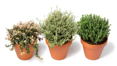 diferenta dintre-cimbru-cimbrisor