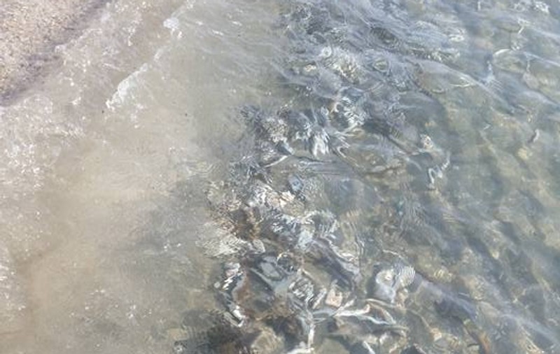 Pești morți, descoperiți pe plajă la Mamaia / FOTO