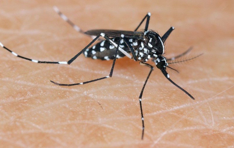 Tigrul asiatic Țânțar Aedes albopictus