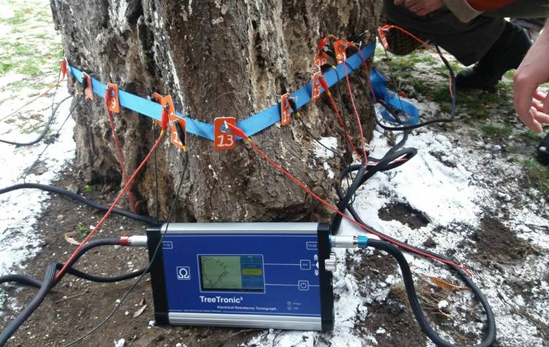Tomograf pentru copaci, cumpărat de Primăria din Cluj. Dispozitivul a costat peste 130.000 de lei