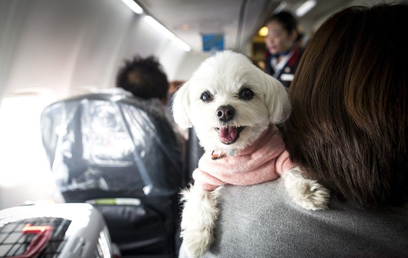 Amenda primită de un pasager din Germania pentru că și-a scos animalul din cușcă și l-a mângâiat în avion