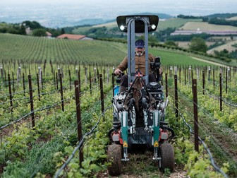 Spiridon lucrează în vie, La Collina dei Ciliegi, comuna Grezzana, Italia, iunie 2021