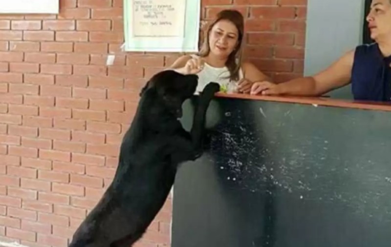 „Când îl vezi, îți vine să plângi”. Un cățel își cumpără zilnic biscuiți de la magazinul unei școli și plătește cu câte o frunză, pentru că i-a văzut pe copii dând bani