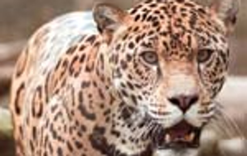 Au ucis jaguarul