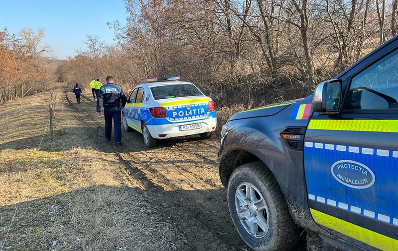 Zeci de păsări au fost găsite spânzurate în copaci într-o pădure din Botoșani. „Nu am văzut aşa ceva în viaţa mea”
