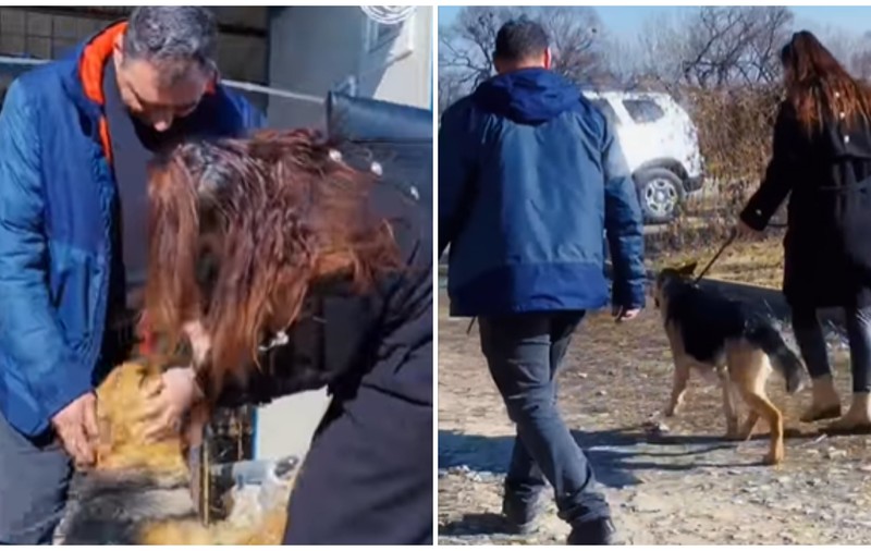 Lassie, o cățelușă pierdută din cauza petardelor, a fost găsită după două luni de căutări. „O poveste cu final fericit” I VIDEO 