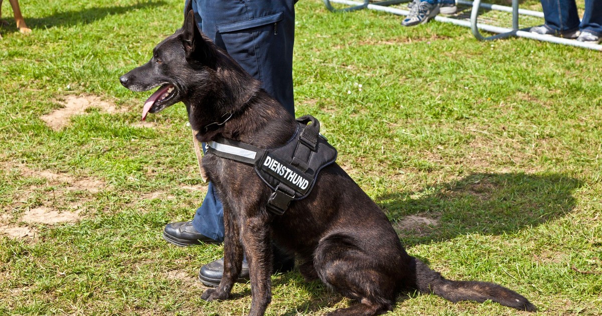 Imagine cu un câine care se află lângă picioarele unui polițist. Patrupedul are limba scoasă