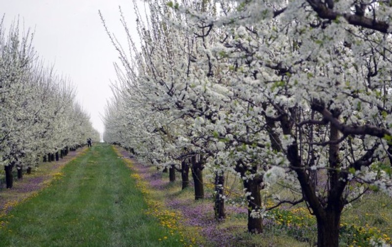 Ajutor de stat de 1,5 milioane de euro pentru cei din sectorul pomiculturii