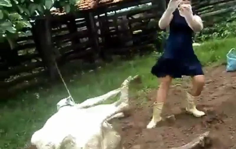 Această femeie a suferit şocul vieţii ei! Iată cum a fost pusă la punct de o... vacă | VIDEO