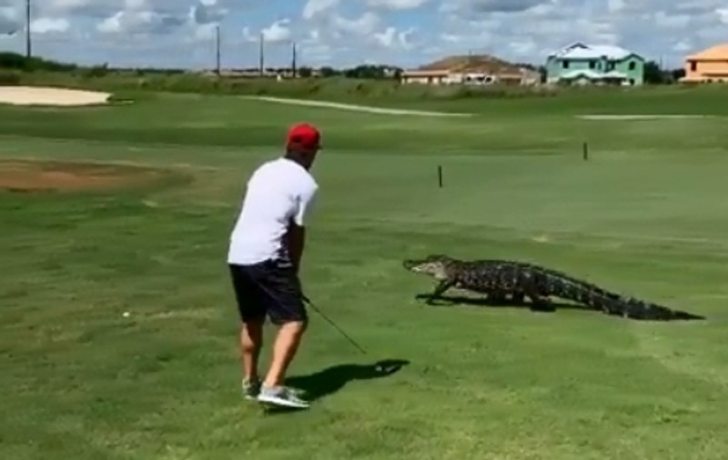 IMAGINEA ZILEI | Ce a făcut un jucător de golf când un aligator a apărut în zona lui de acțiune
