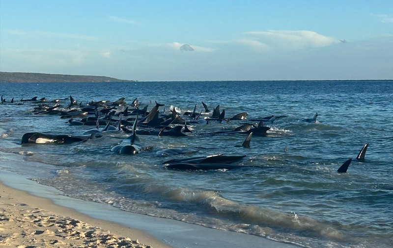 Operațiune amplă de salvare a peste 100 de balene pilot eșuate pe o plajă din Australia