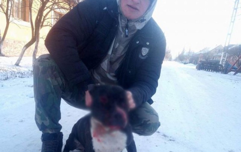 Un tânăr din Arad și-a pus pitbull-ul să sfâșie alt câine legat. Imaginile revoltătoare au fost văzute și de polițiști