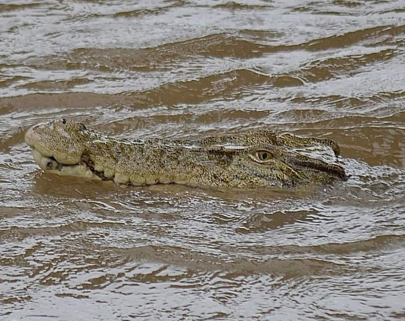 Inundații masive în nord-estul Australiei: avioane sub ape, oameni izolați, crocodili ajunși în centrul orașului