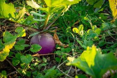 Planta de napi