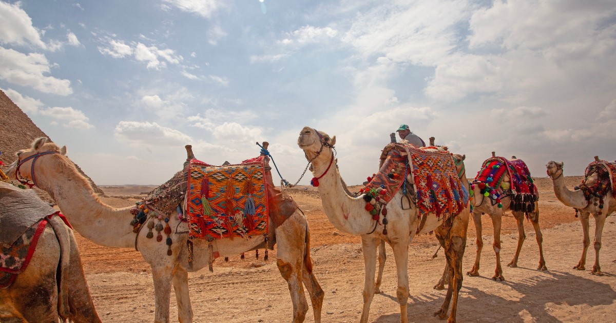 Mai multe cămile decorate cu țesături colorate stau aliniate în deșert, pregătite pentru a transporta turiști sau pentru un eveniment tradițional. În fundal se vede un peisaj arid, cu nisip și cer senin, specific regiunilor desertice din Orientul Mijlociu.