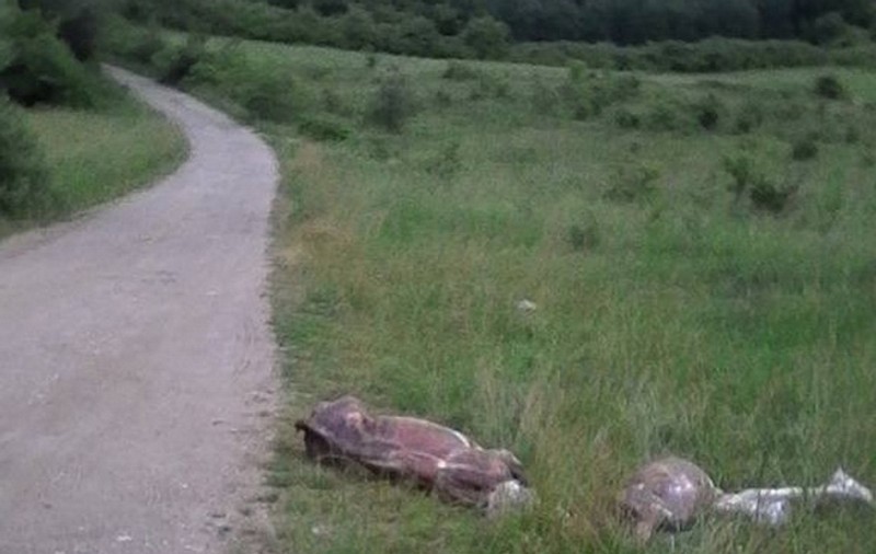 Doi viţei morți și jupuiți de piele au fost abandonați pe marginea unui drum din Bihor. ATENȚIE, FOTOGRAFII ȘOCANTE!