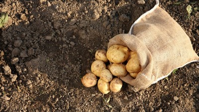 O primărie din Suceava cultivă 5 hectare de cartofi pentru a le oferi elevilor o masă caldă gratuită