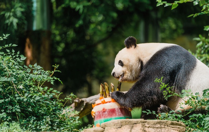 Ursul panda Bei Bei va zbura singur în avion din SUA în China. ”Bagajul”admis la bord: un supraveghetor şi un medic veterinar