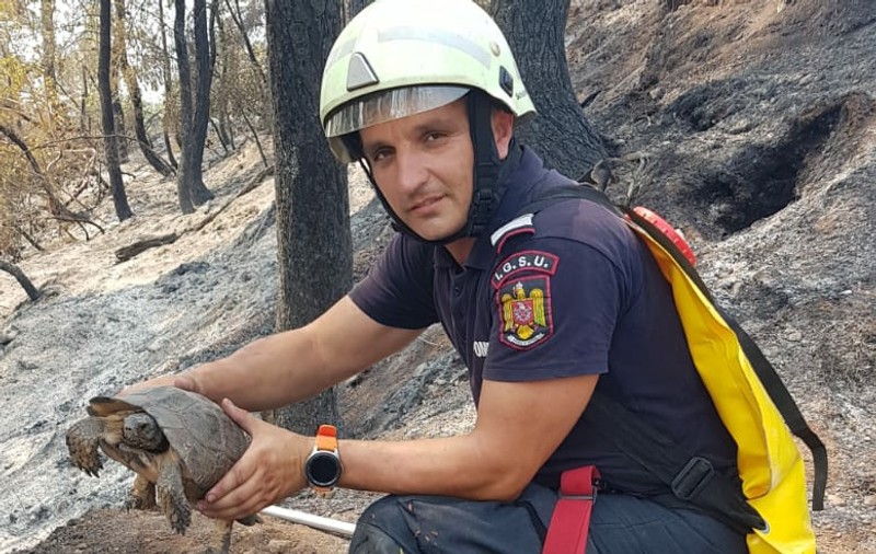 Pompierii români au salvat o broască țestoasă din incendiile din Grecia: „Poate părea un gest mic, dar în spate e o faptă mare”