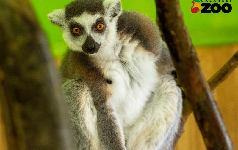 Lemurul King Julien, furat de la Zoo Călărași. Animalul a fost găsit cu picioarele legate, într-o clădire abandonată. Cine e suspectul reținut de polițiști