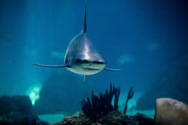 Un rechin taur, în Oceanarium, la Lisabona. Femelele adulte de rechin taur au în medie 2,4 m lungime și cântăresc în jur de 130 kg Foto: EPA