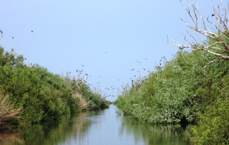 Paradisul Delta Dunării, pe cale de dispariţie!