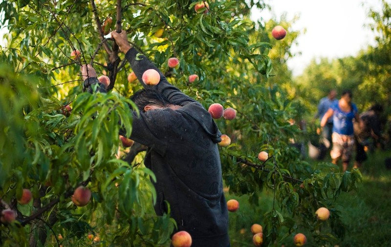 Un american a creat un pom care rodeşte 40 de soiuri de fructe simultan | VIDEO