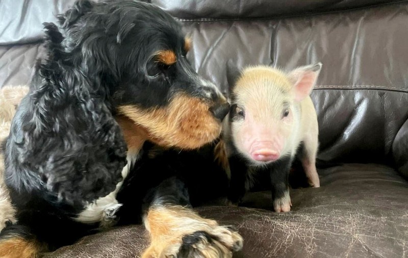 Care este animalul de companie perfect pentru zodia ta?
