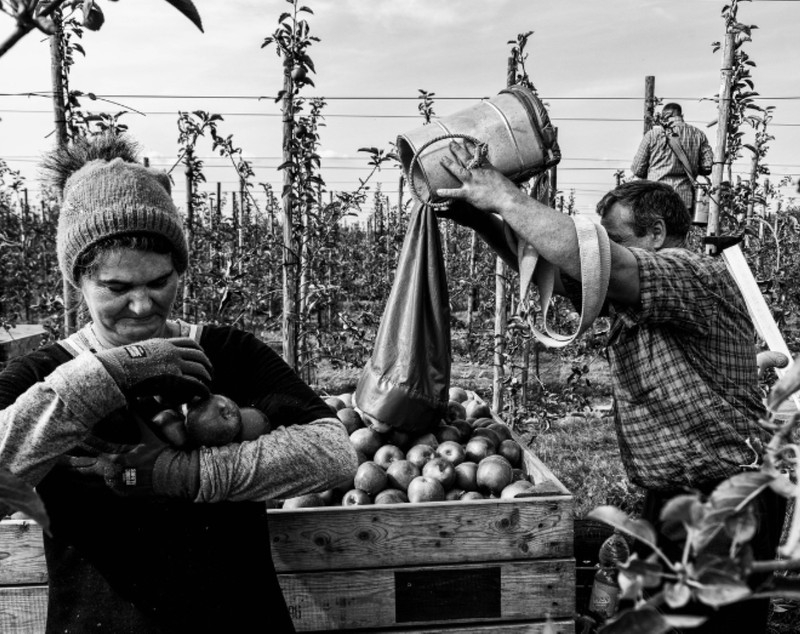 Muncitori români surprinși în imagini unice, la cules de mere și pere într-o livadă din Țările de Jos: „Sunt indispensabili”