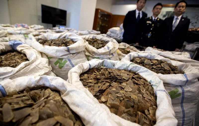 Transport ilegal de solzi de pangolin, cel mai vânat mamifer din lume, interceptat în drum spre România. Valora 1,5 milioane de euro