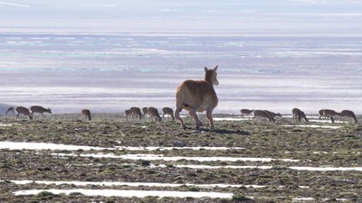 Robot antilopă cu inteligență artificială, 2025