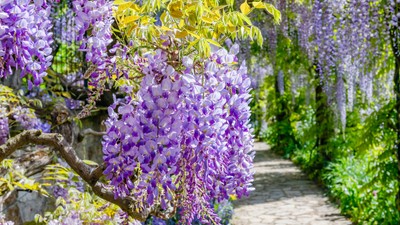Glicina -wisteria - plantare si ingrijire