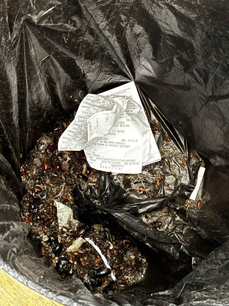Gunoi plin cu insecte. Foto: Studenți UAUIM