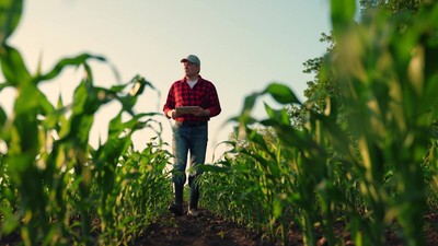 fermier in campul de porumb