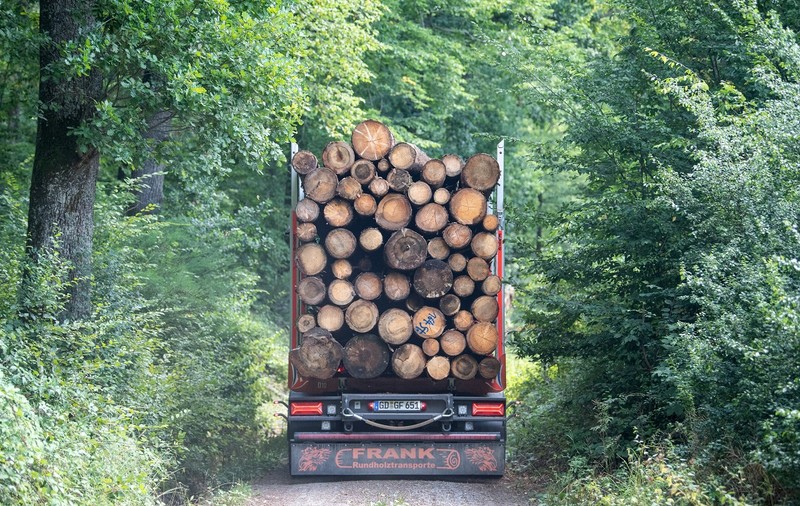 Germanii au început să fure lemne din pădure, speriați că vine iarna și criza energetică o să-i lase în frig