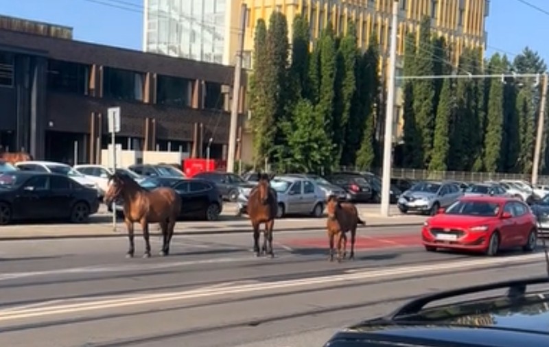 Trei cai au blocat traficul în Cluj, stând în mijlocul drumului. Șoferii, obligați să meargă pe contrasens