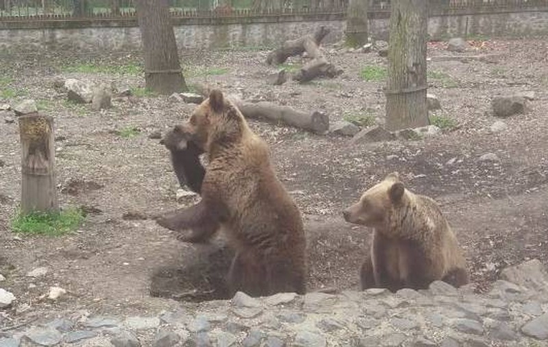 Bucurie la ZOO Timişoara! Au venit pe lume doi pui de urs