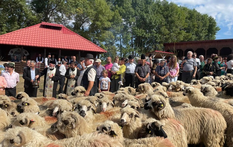 Transhumanța, o tradiție de sute de ani din Munții Sebeșului. Copiii au luat vacanța mai devreme cu o lună pentru a urca împreună cu familiile și animalele pe munte