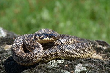Specii de reptile din Romania- Balaurul Dobrogean