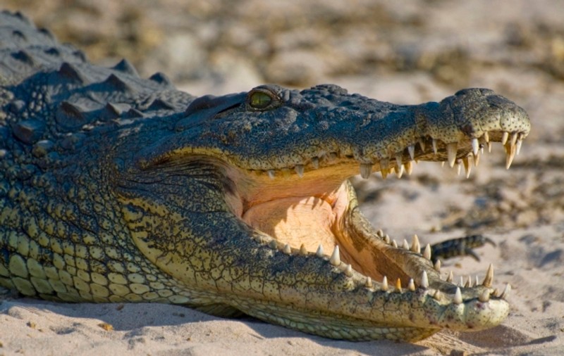 Poliția din Florida anunță moartea băiatului de 2 ani tras în apă de un aligator