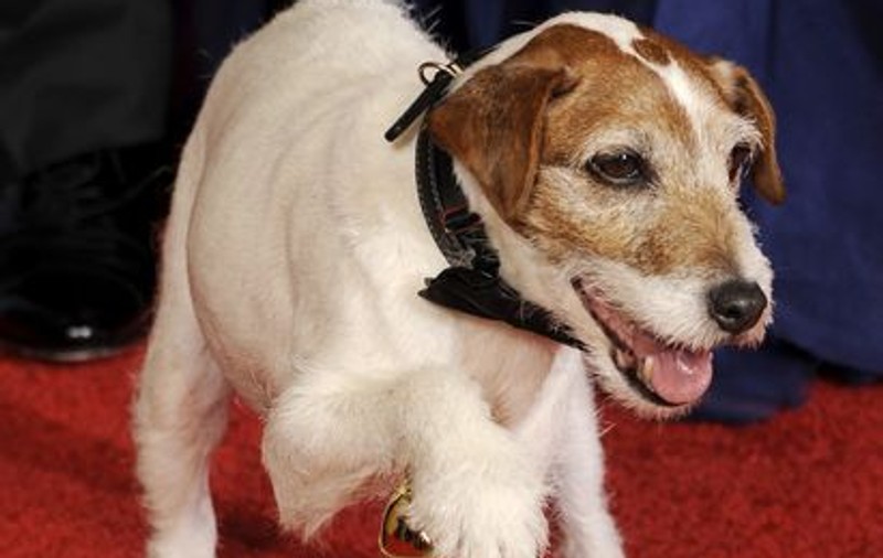 Câinele Uggie, premiat cu Zgarda de Aur, pentru rolul din filmul "The Artist"