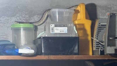 balaur dobrogean-casa-sat 2 mai