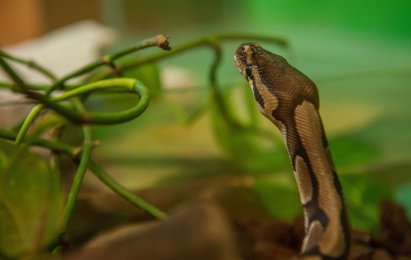 Șerpii au invadat gospodăriile din Serbia. Care este camera din casă preferată de reptile